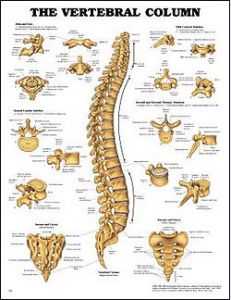 Anatomy Posters Anatomy Educational Resources